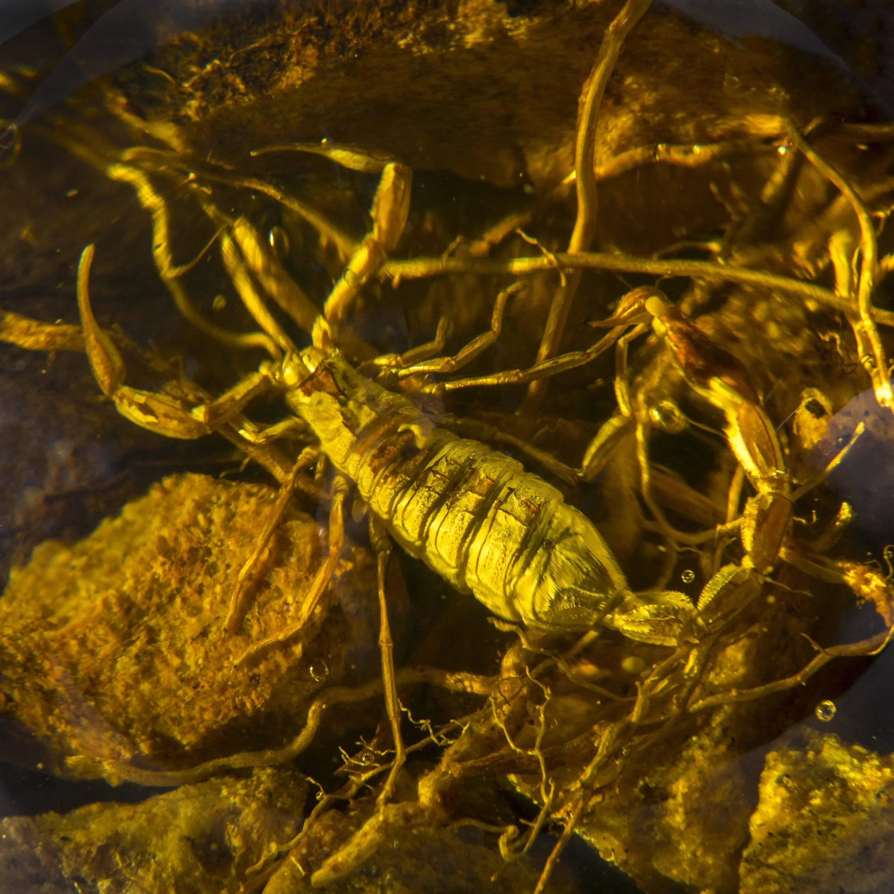 Cultured Amber Sphere with Scorpion - 3