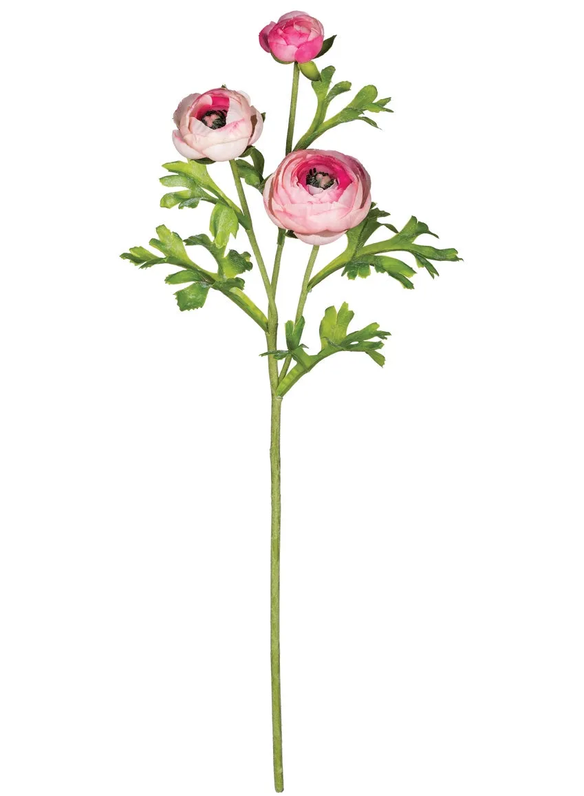 Ranunuculus Stems