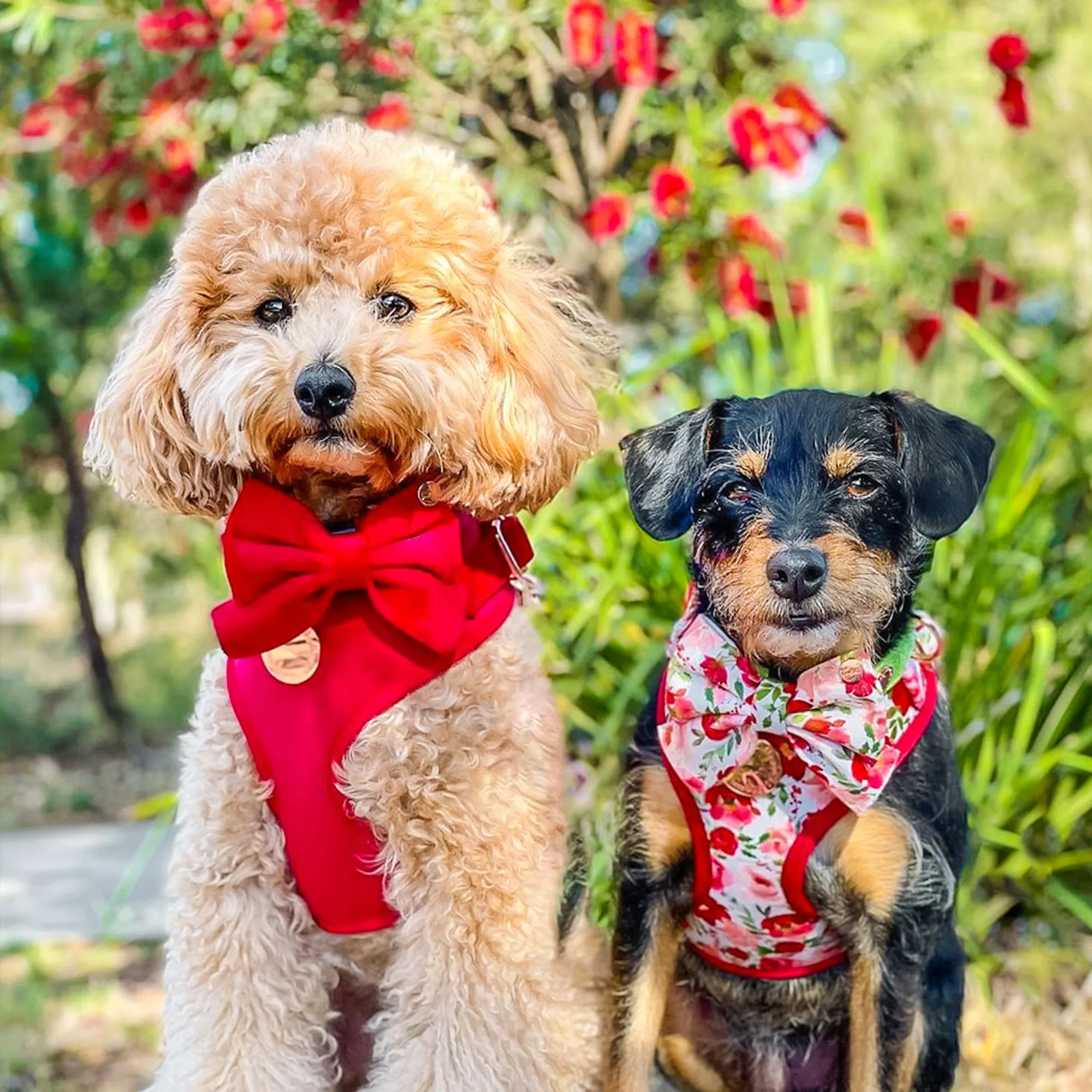 Velvet Harness // Lover Red